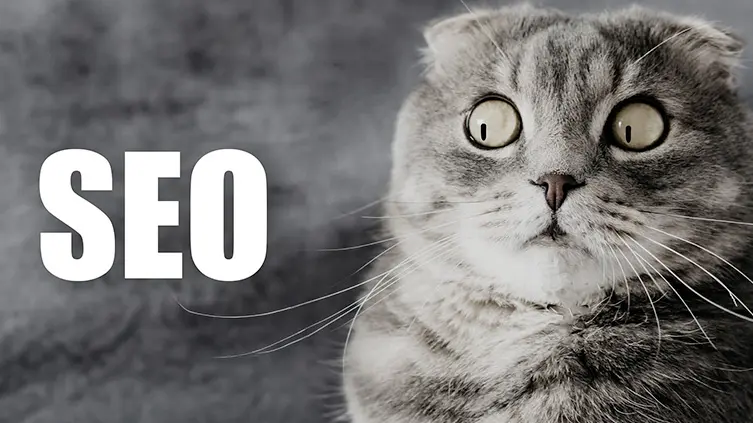 Chat surpris regardant fixement le mot SEO &eacute;crit en gros, illustrant des conseils en communication &agrave; Lille sur le r&eacute;f&eacute;rencement naturel.